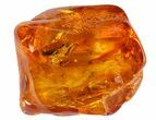 Fossil Ant (Formicidae) In Baltic Amber #72203-1